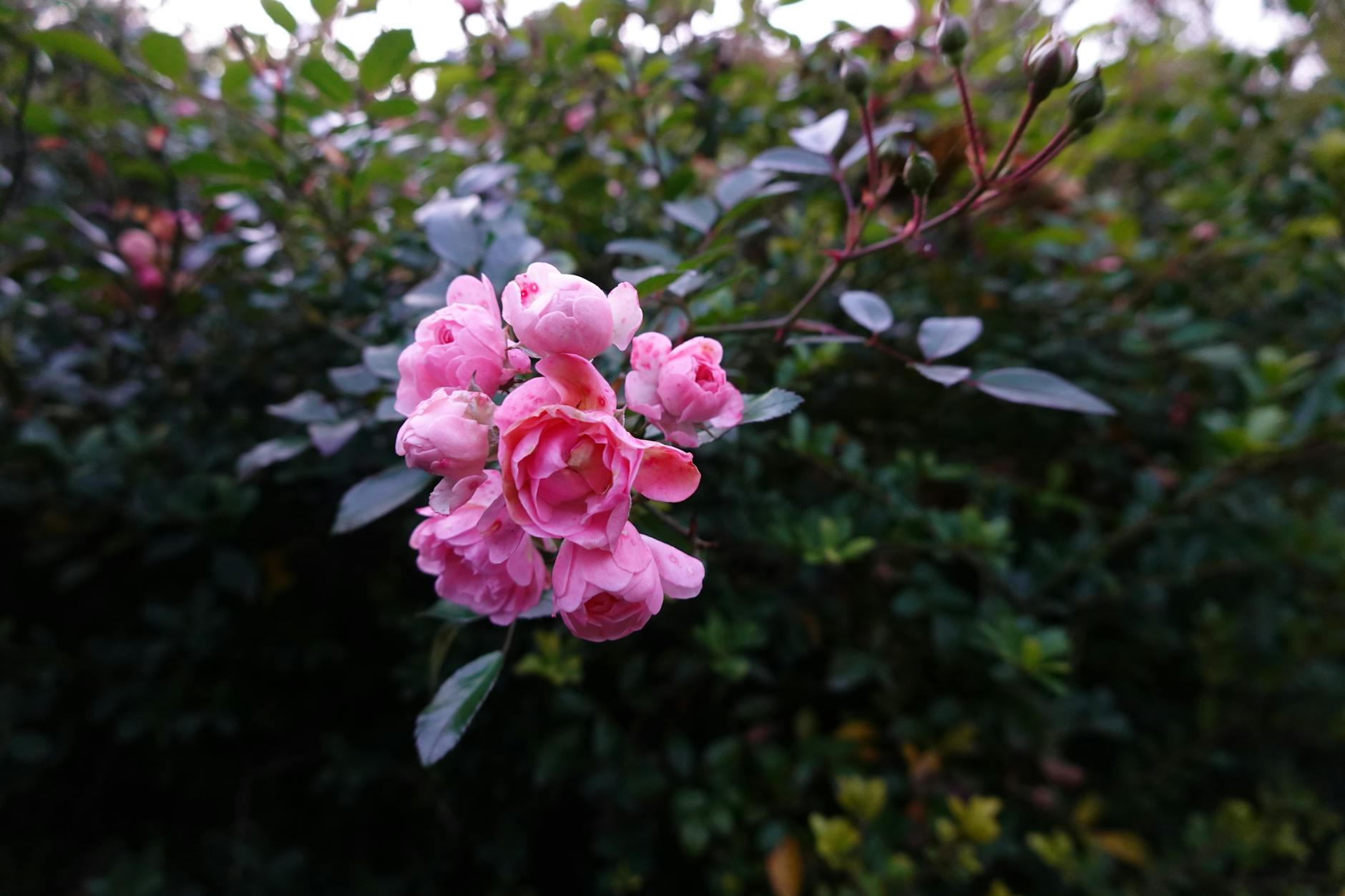 Górnik Zabrze szuka talentów na Arenę! Dołącz do sukcesu!
